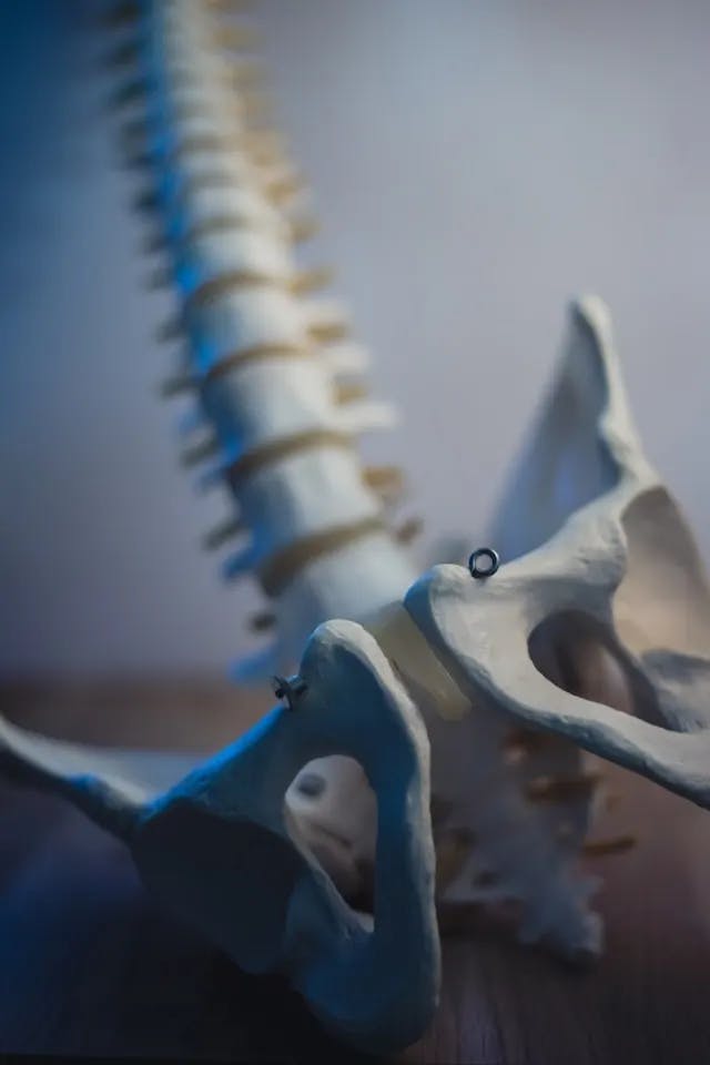 Closeup of skeleton pelvic model.
